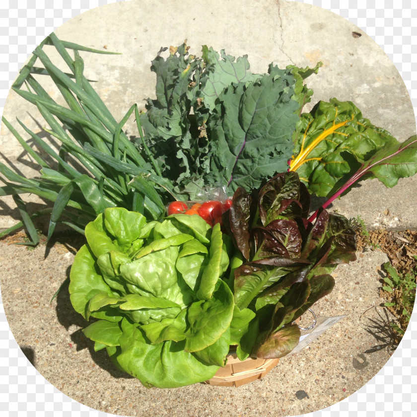 Tree Overlooking Leaf Vegetable Vegetarian Cuisine Spring Greens Chard PNG