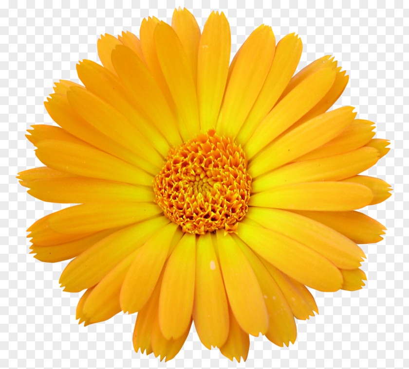 Big Yellow Cut Flowers Transvaal Daisy Clip Art PNG