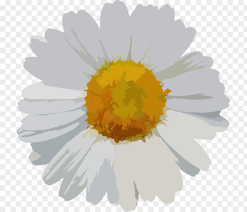 Chamomile Flower Bouquet Common Daisy PNG