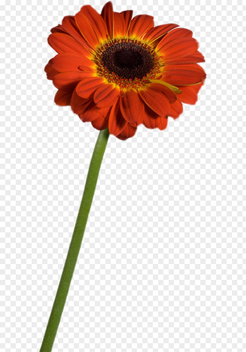 Flower Plant Stem Transvaal Daisy Common Clip Art PNG