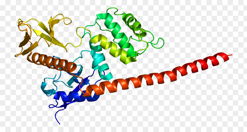 Moesin ERM Protein Family FERM Domain Radixin PNG