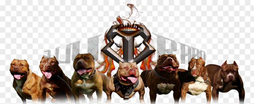 PITBULL Dog Pet Animal Shelter Kennel Filhote PNG