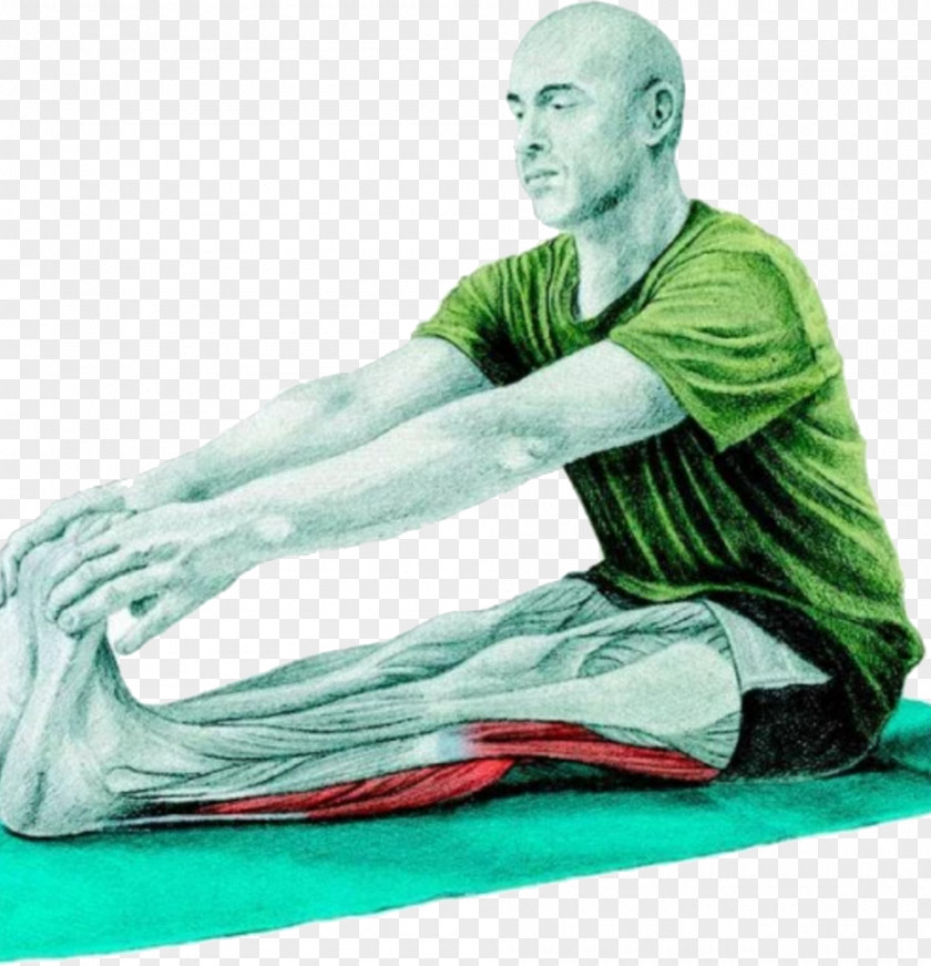 Stretching Muscle Toe Hamstring Calf PNG