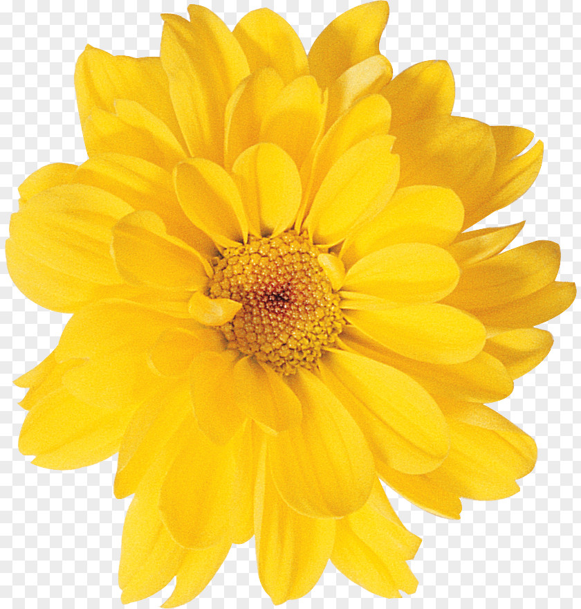 Chrysanthemum Yellow Photography Oxeye Daisy PNG