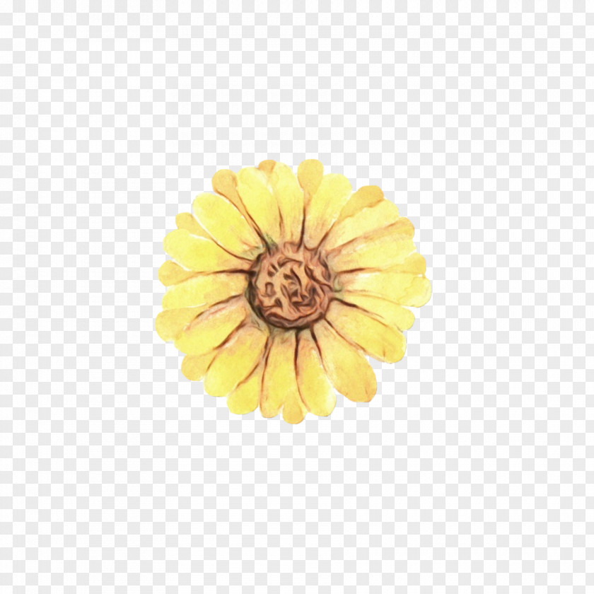 Daisy Family Zinnia Sunflower PNG
