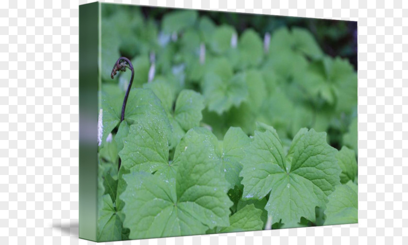 Fern Herb Annual Plant Leaf Groundcover PNG