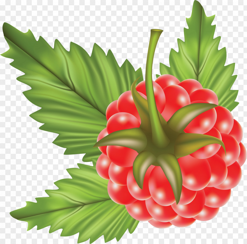 Raspberry Vector Graphics Clip Art Image PNG