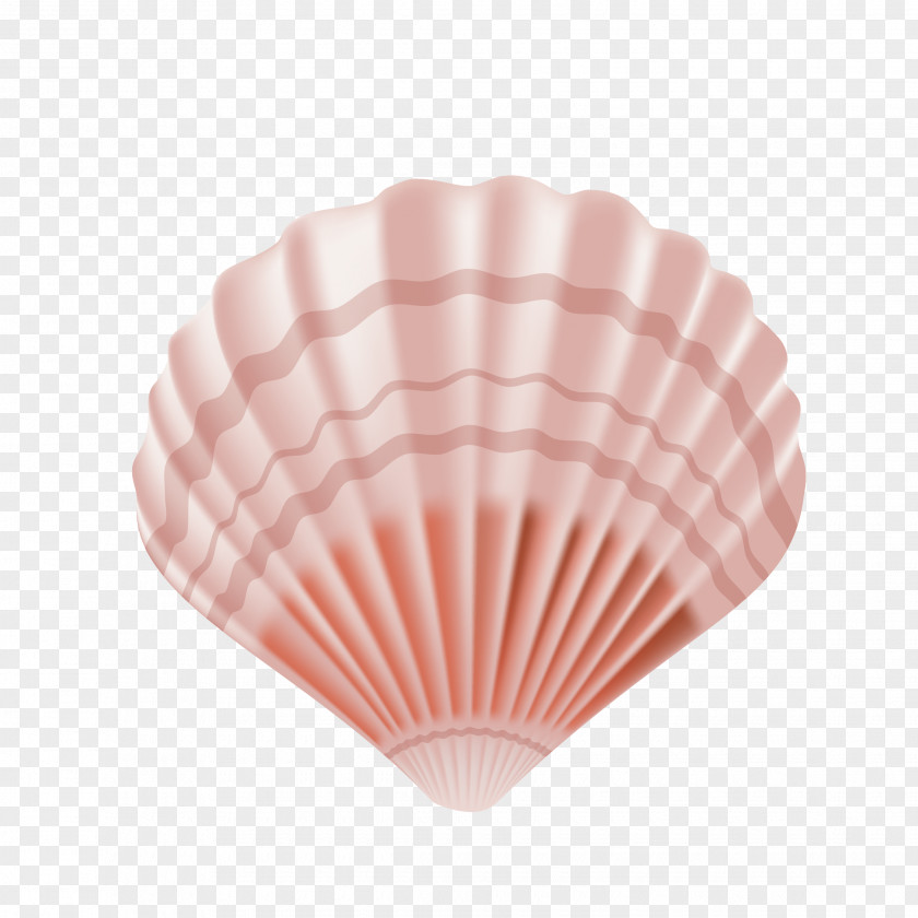 Beautiful Seashell Vector Euclidean PNG