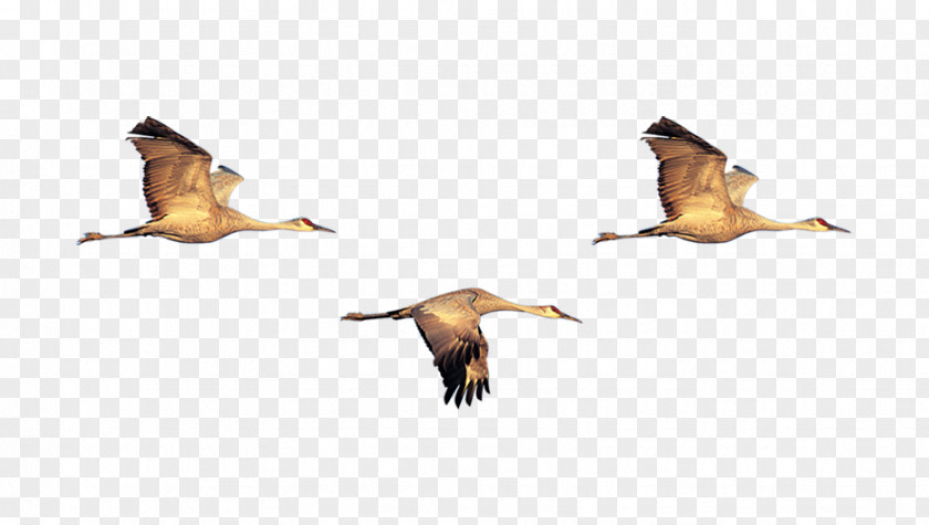 Crane Duck Bird Swan Goose Flock PNG