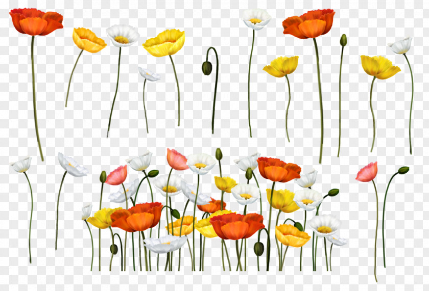 Flower Common Poppy Painting Papaver Somniferum PNG