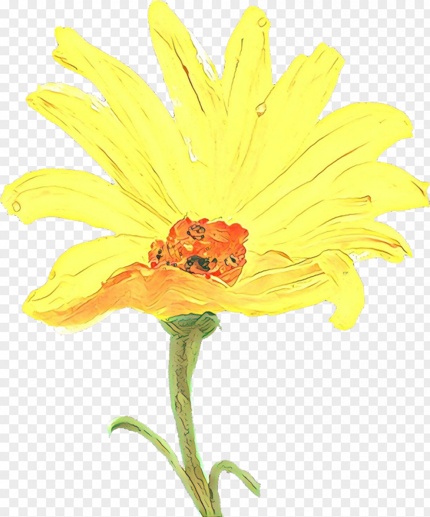 Wildflower Gerbera Flower Yellow Flowering Plant Petal PNG