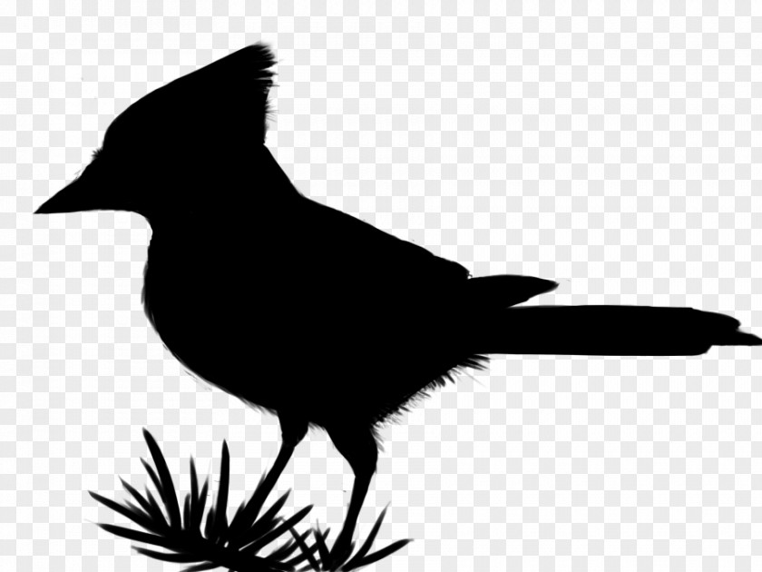 Clip Art Fauna Silhouette Beak Feather PNG