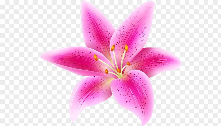 Flower Clip Art Image Pink Flowers PNG