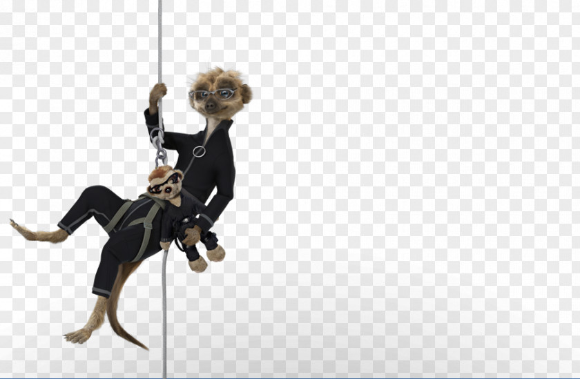 Hanging Edition Compare The Meerkat Comparethemarket.com Insurance Car PNG