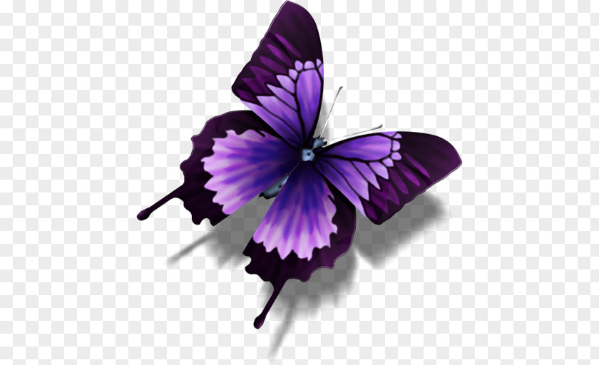 Purple Butterfly Image Icon PNG