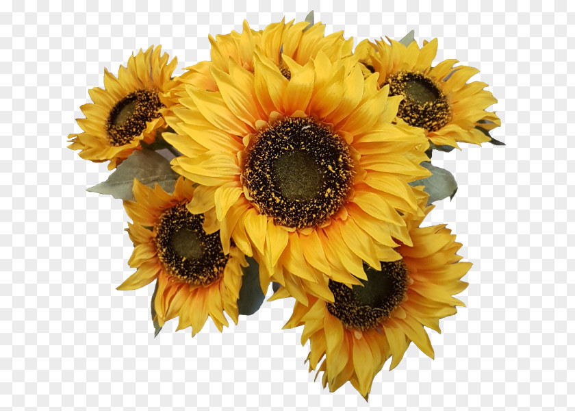 Sunflower Leaf Cut Flowers Common Seed Transvaal Daisy PNG