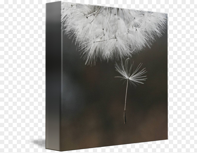 Canvas Hanging Feather White PNG