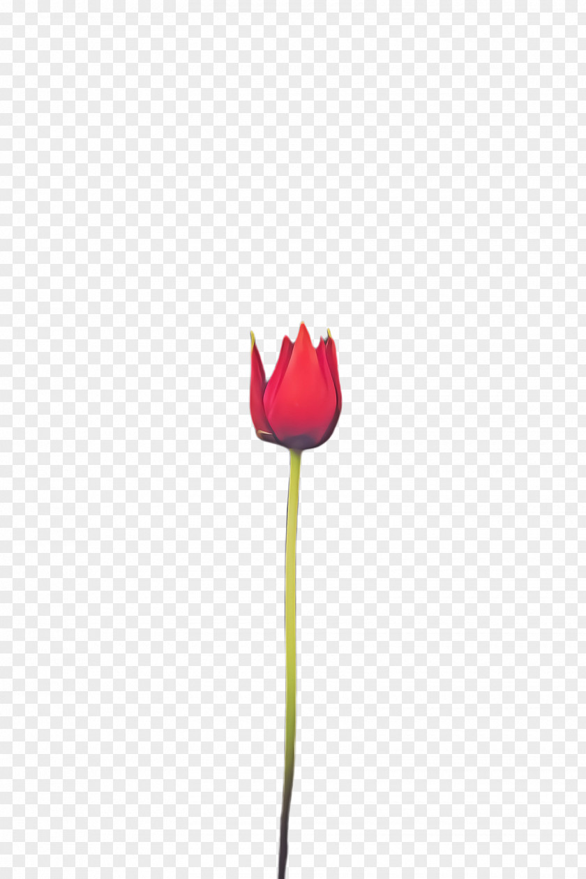 Coquelicot Lily Family Pink Flower Cartoon PNG