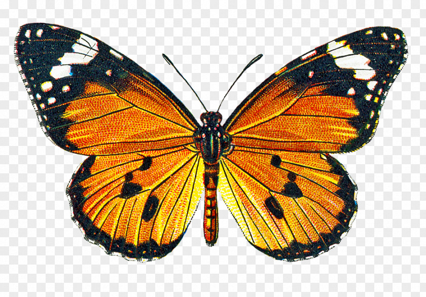 Free Pictures Of Butterflies Butterfly Greta Oto Clip Art PNG