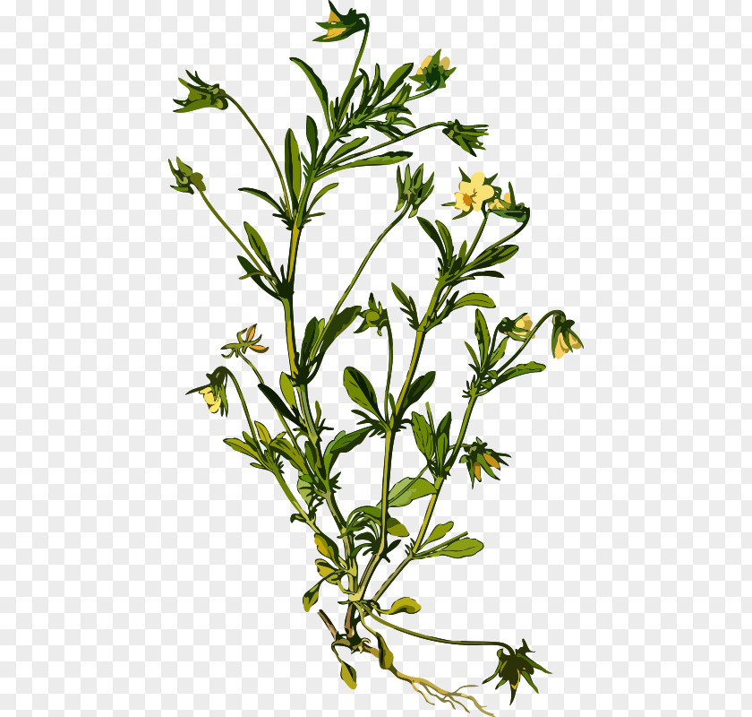 Heartsease Sign Pansy Botanical Illustration Medicinal Plants PNG