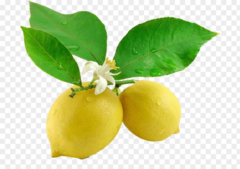 Lemon Lemonade Juice Leaf Fruit PNG