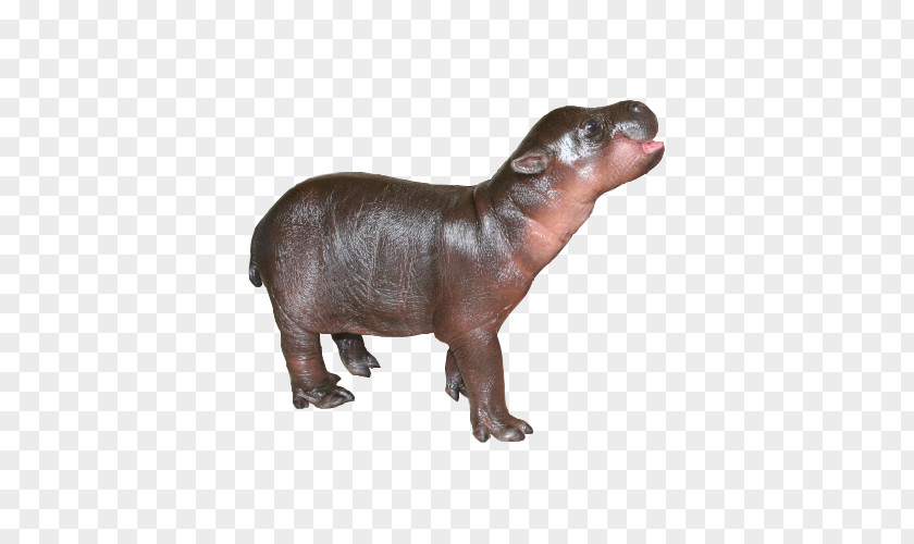 Pygmy Hippopotamus Giant Panda Baby Hippos ZooBorns The Next Generation: Newer, Cuter, More Exotic Animals From World's Zoos And Aquariums PNG