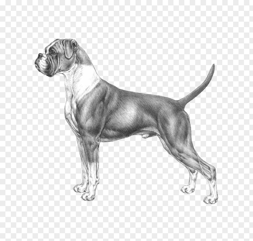 Race Boxer Bullenbeisser St. Bernard Great Pyrenees Animal Husbandry PNG