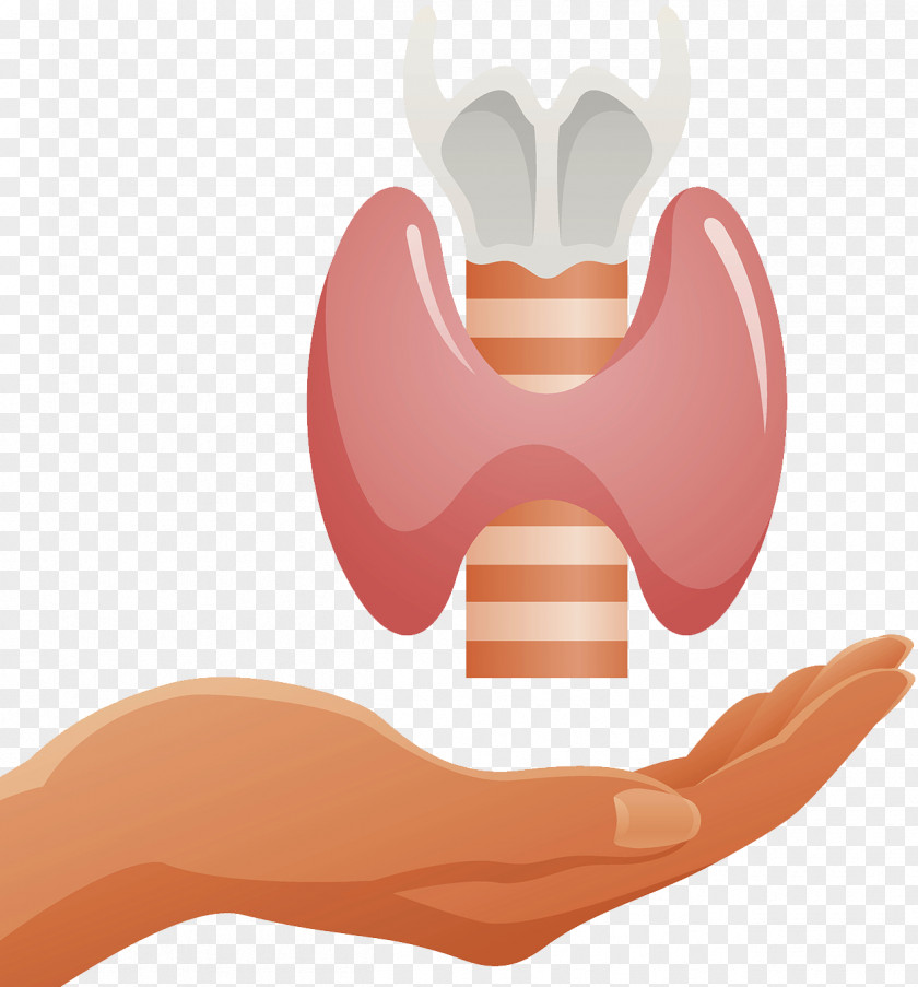 Thyroid Organ Trachea Endocrine System PNG system, ring cartilage, human palm clipart PNG
