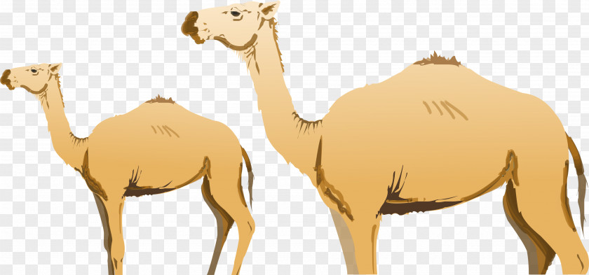 Vector Camel Dromedary Bactrian Ijoukak PNG