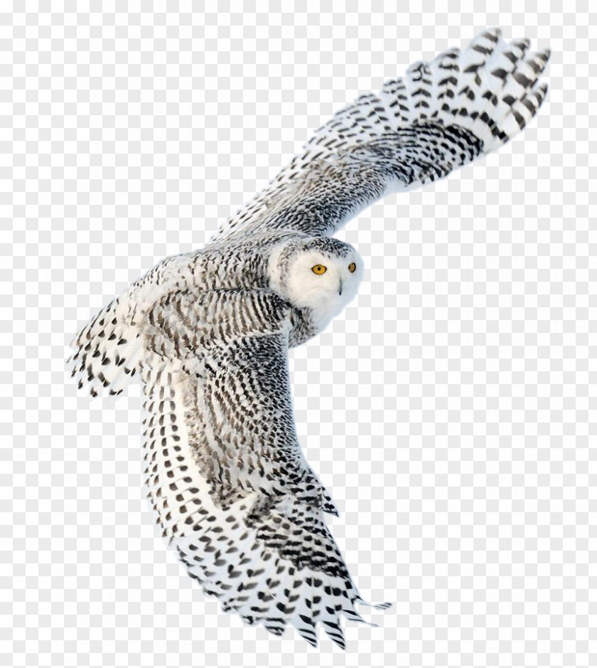 Owl Snowy Bird Desktop Wallpaper Image PNG