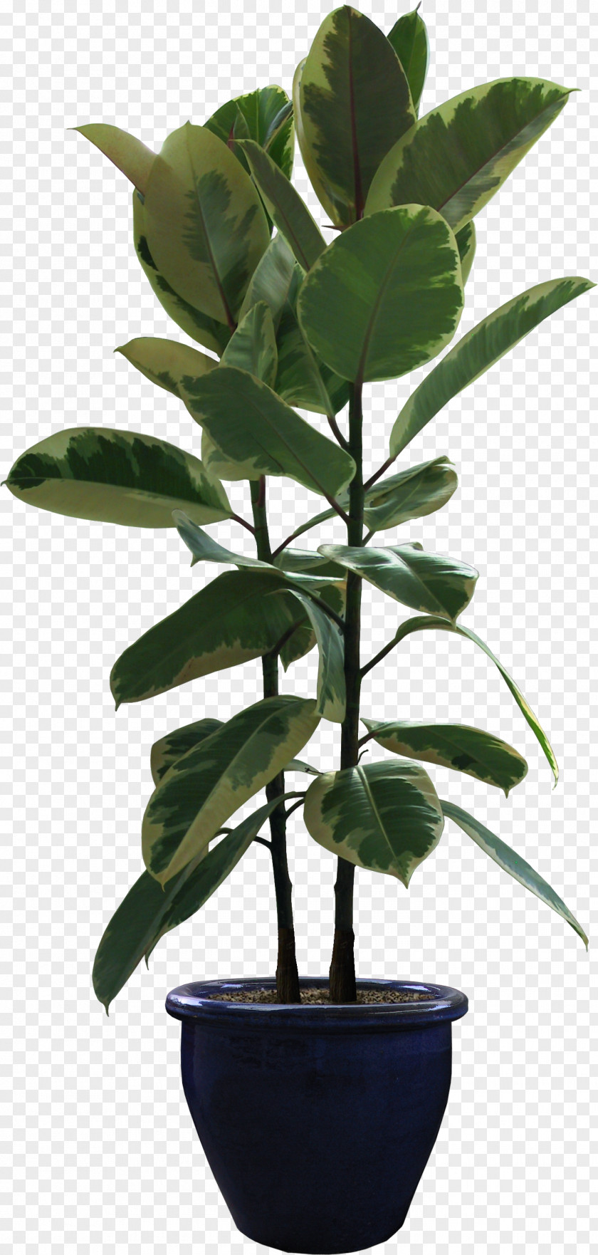Plants Rubber Fig Houseplant Flowerpot PNG
