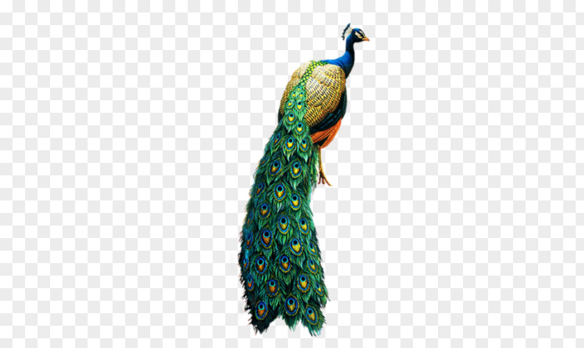 Tail Feather PNG