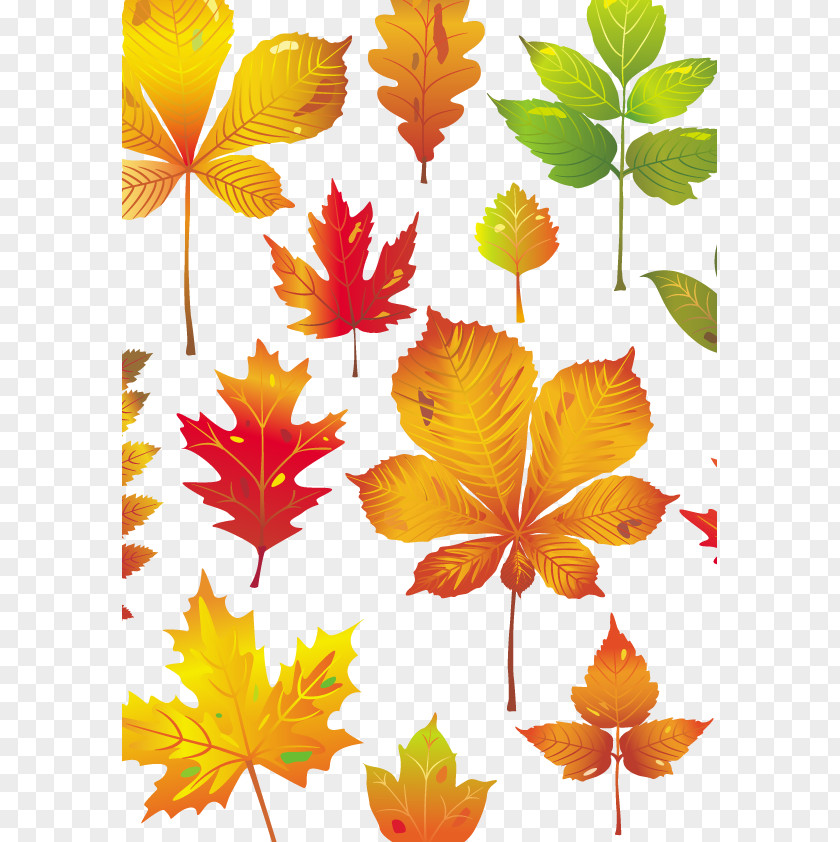 Vector Leaf PNG