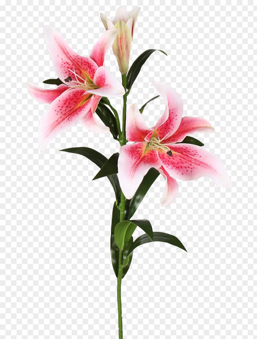 Flower Plant Stem Easter Lily Cut Flowers Lilium 'Stargazer' PNG