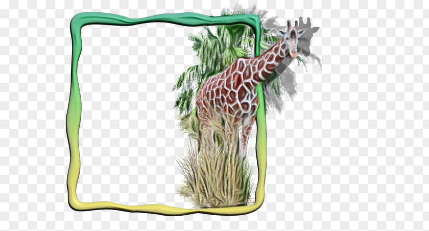 Giraffe / M Wildlife Terrestrial Plant Giraffids PNG