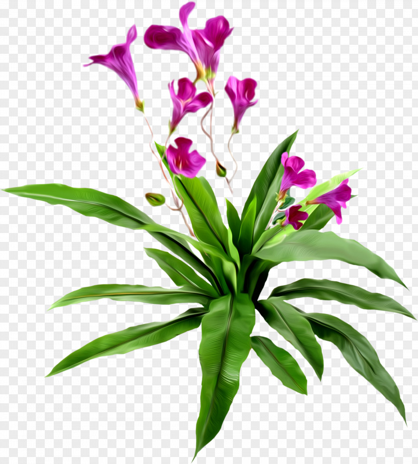 Gladiolus Clip Art PNG