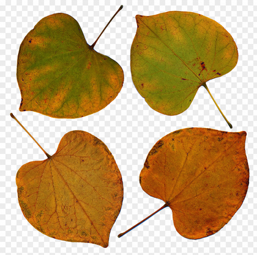 Leaf Plant Pathology Biology PNG