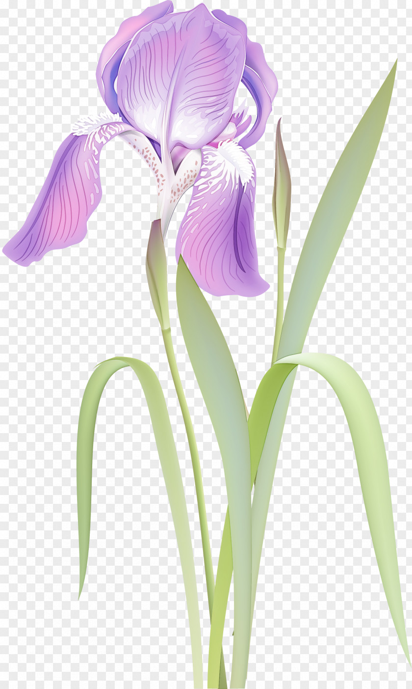 Orris Root Cut Flowers Flower Flowering Plant Violet Purple PNG
