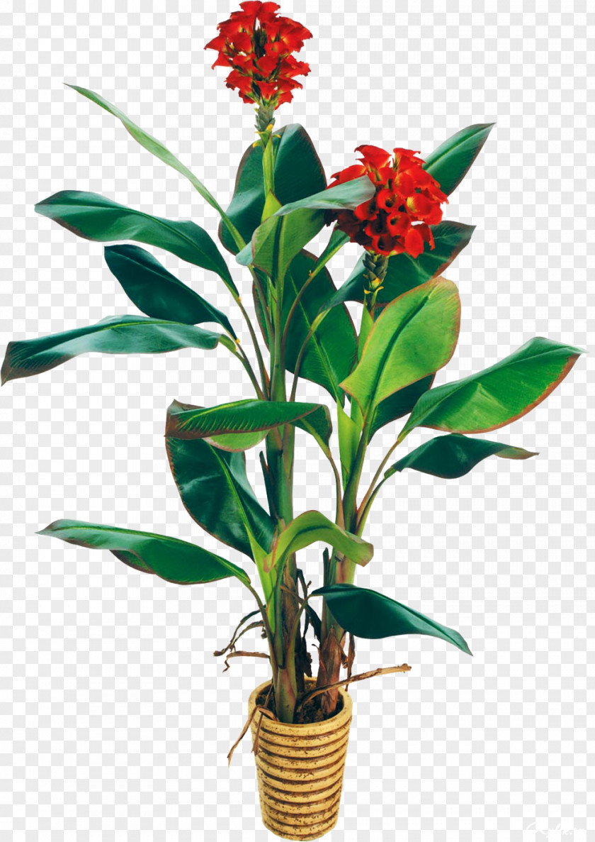 Plant Cut Flowers Tree Flowerpot PNG