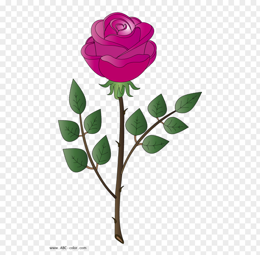 Rosa Parks Garden Roses Centifolia Drawing Raster Graphics Clip Art PNG