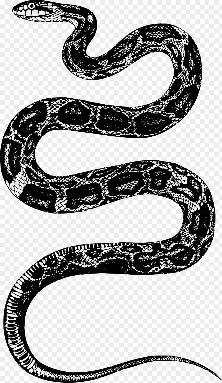 Snakes Rattlesnake Reptile Clip Art PNG