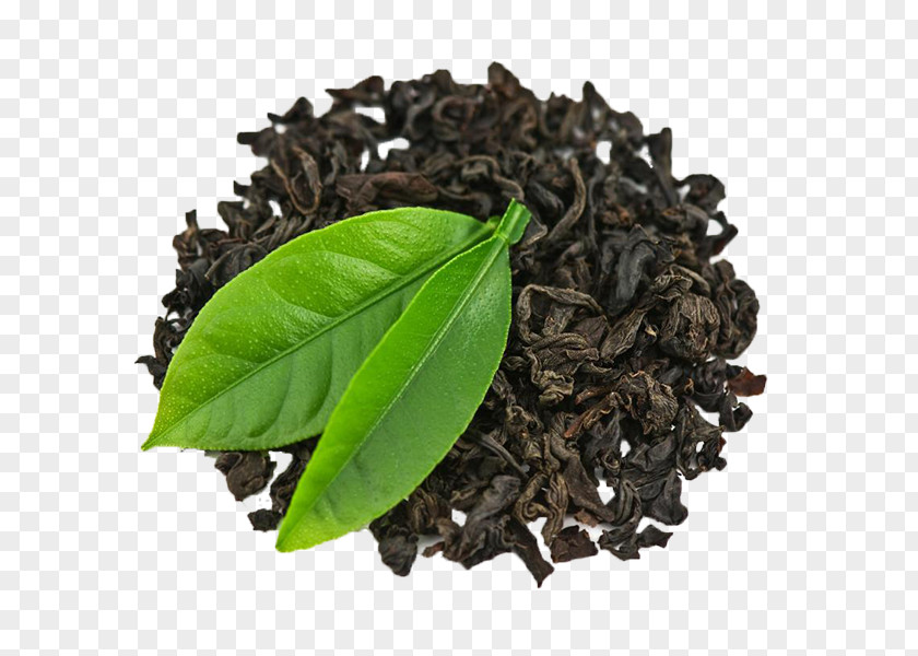 Tea Green Masala Chai Iranian Cuisine Herb PNG