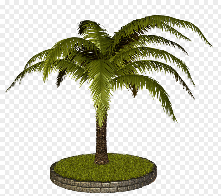 Vf Coconut Arecaceae Tree Clip Art PNG