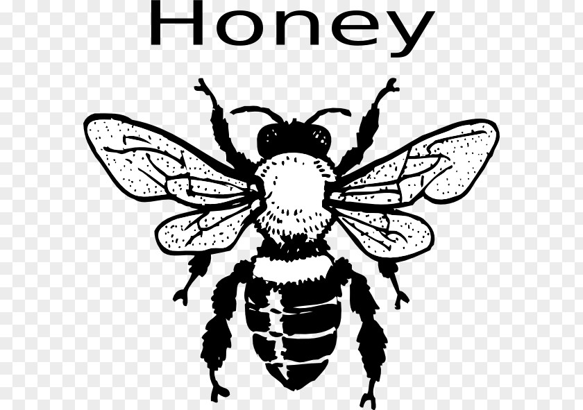 Honey Bee Drawing European Dark Black And White Clip Art PNG