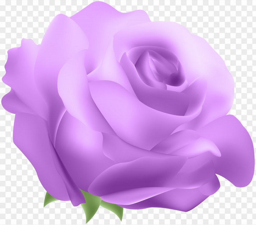 Deco Rose Purple Clip Art Blue PNG