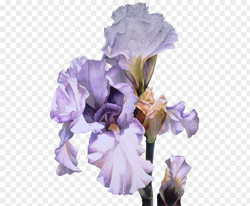 Flower Orris Root Clip Art Irises GIF PNG