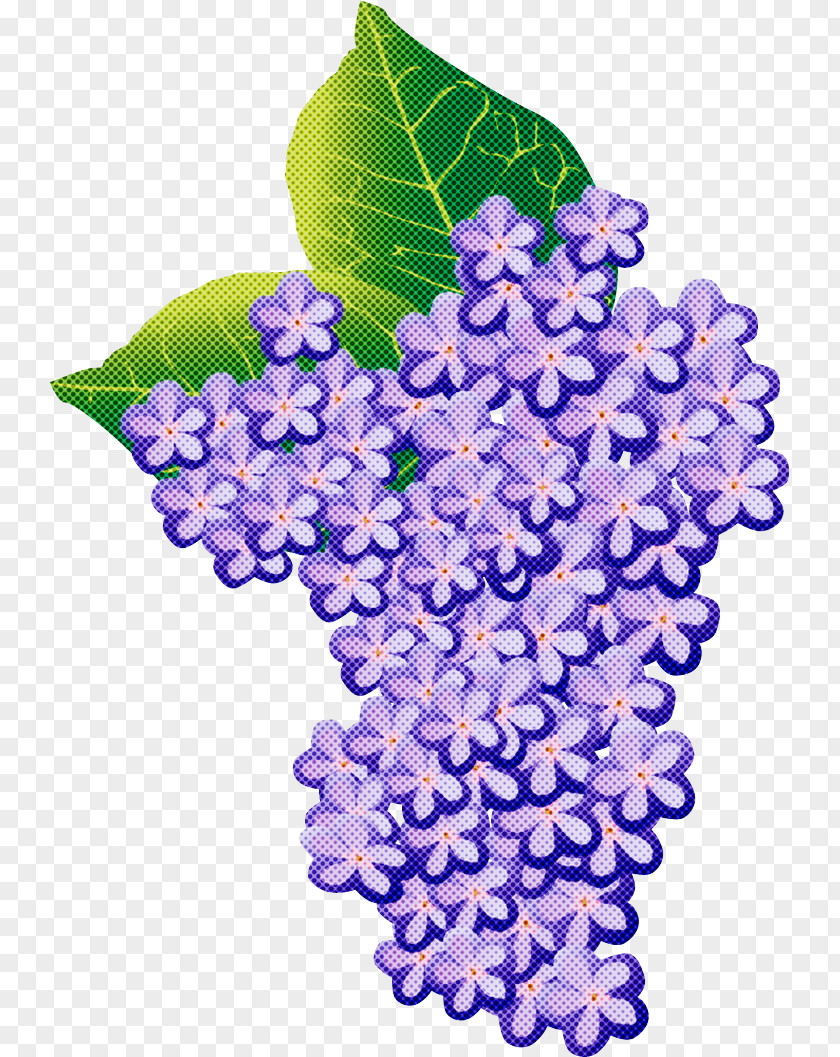 Hydrangea Summer Flower PNG