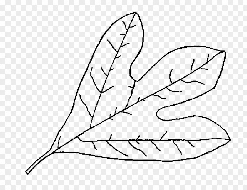 Leaf Drawing Plants Deciduous Image PNG
