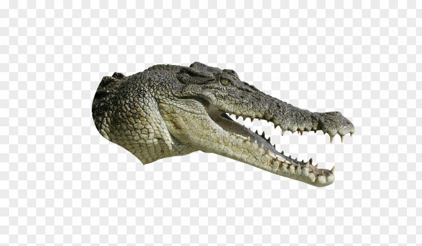 Alligator Crocodiles Tyrannosaurus PNG