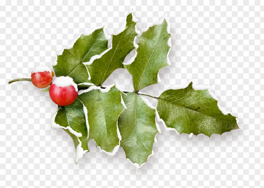HOLLY Holly Clip Art PNG